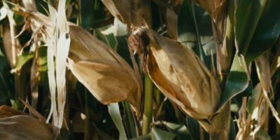 01.1_PIONEERo de corazón con logos_